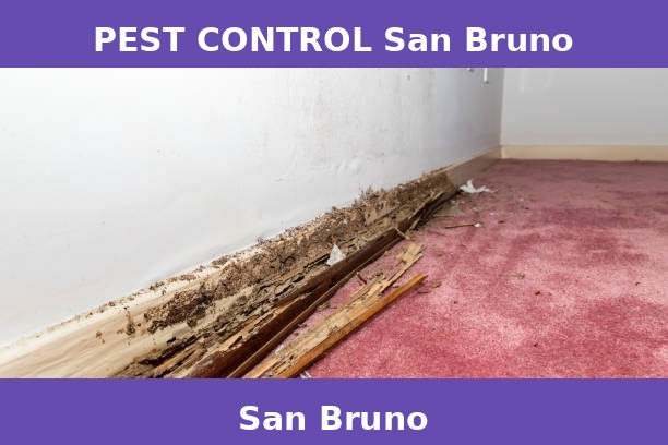 PEST CONTROL San Bruno